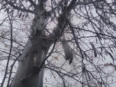 Gleditsia triacanthos