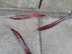 Gleditsia triacanthos