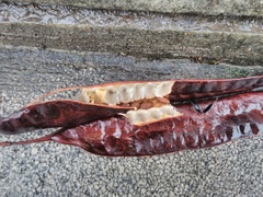 Gleditsia triacanthos