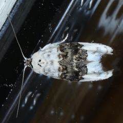 Piloprepes antidoxa