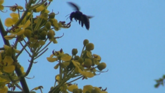 Xylocopa