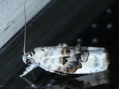 Piloprepes antidoxa