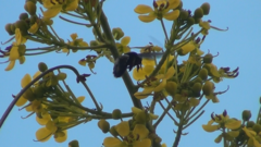 Xylocopa