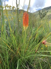 Kniphofia triangularis triangularis