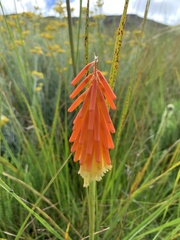 Kniphofia triangularis triangularis