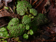 Lamium maculatum