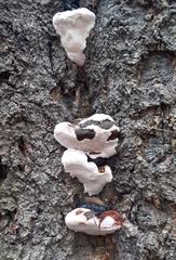 Agaricomycetes