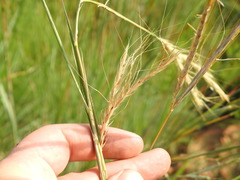 Diheteropogon amplectens