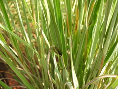 Diheteropogon amplectens