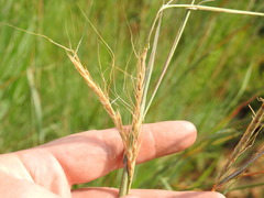 Diheteropogon amplectens