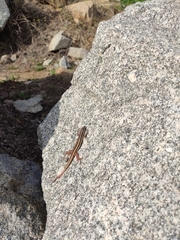 Ophisops leschenaultii