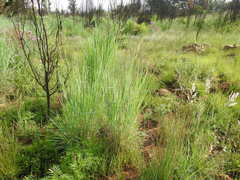 Diheteropogon amplectens