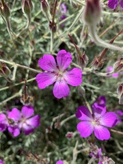 Geranium robustum