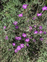 Geranium robustum