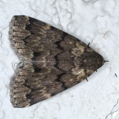 Mormoscopa phricozona