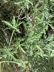 Geranium robustum