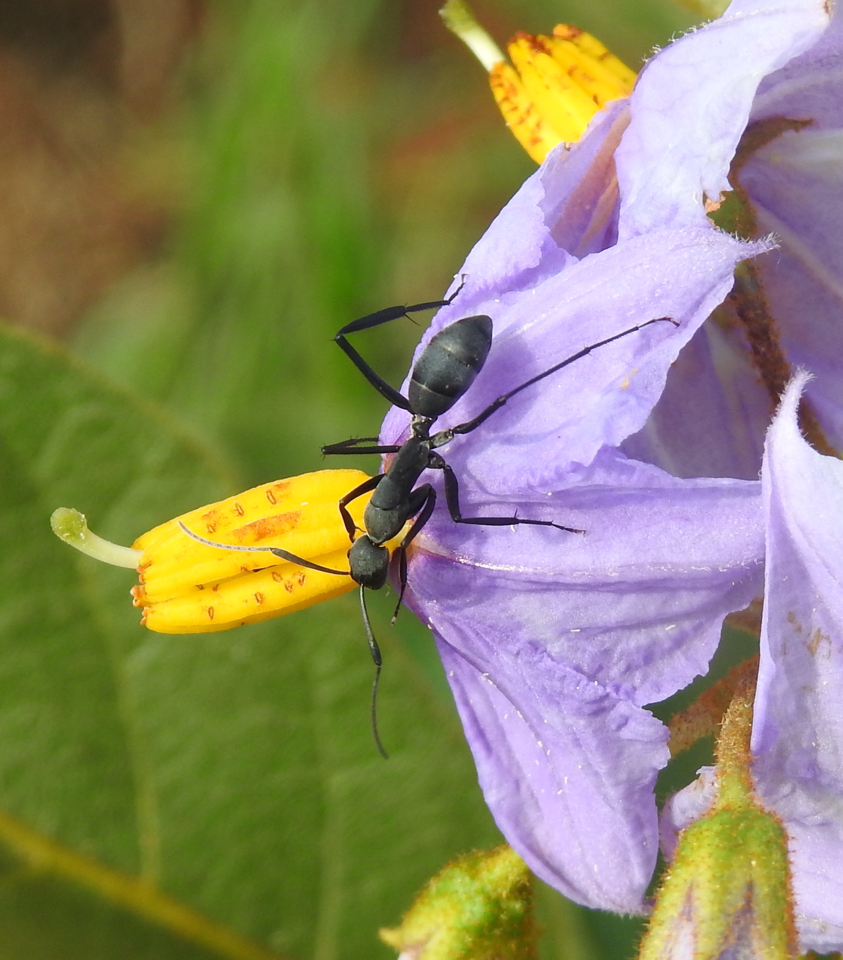 Camponotus petersii