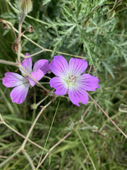 Geranium robustum