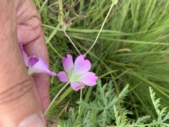 Geranium robustum