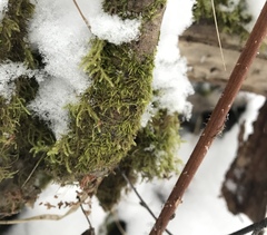 Sciuro-hypnum reflexum