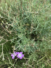 Geranium robustum