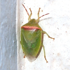 Piezodorus hybneri