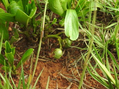 Pygmaeothamnus