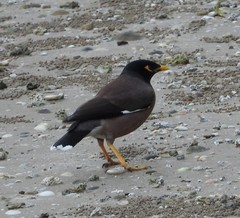 Acridotheres tristis