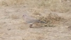 Streptopelia senegalensis