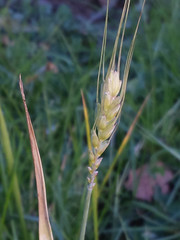 Triticum aestivum