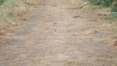 Streptopelia senegalensis