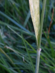Triticum aestivum