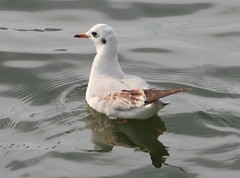 Chroicocephalus ridibundus