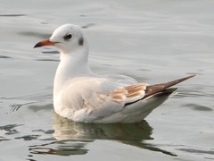 Chroicocephalus ridibundus