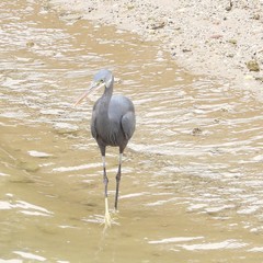 Egretta gularis
