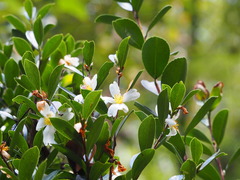 Camellia hengchunensis