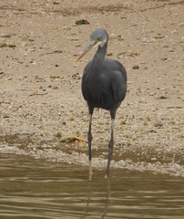 Egretta gularis