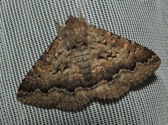 Eudesmeola lawsoni