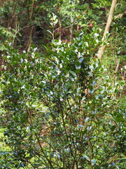 Camellia hengchunensis