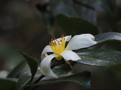 Camellia hengchunensis