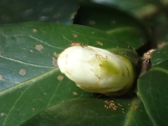 Camellia hengchunensis