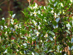 Camellia hengchunensis
