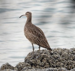Numenius phaeopus