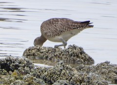 Numenius phaeopus