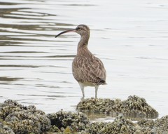Numenius phaeopus
