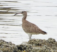 Numenius phaeopus