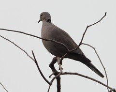 Streptopelia decaocto
