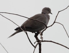 Streptopelia decaocto