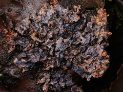 Nectriopsis rubefaciens