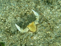 Liocarcinus depurator